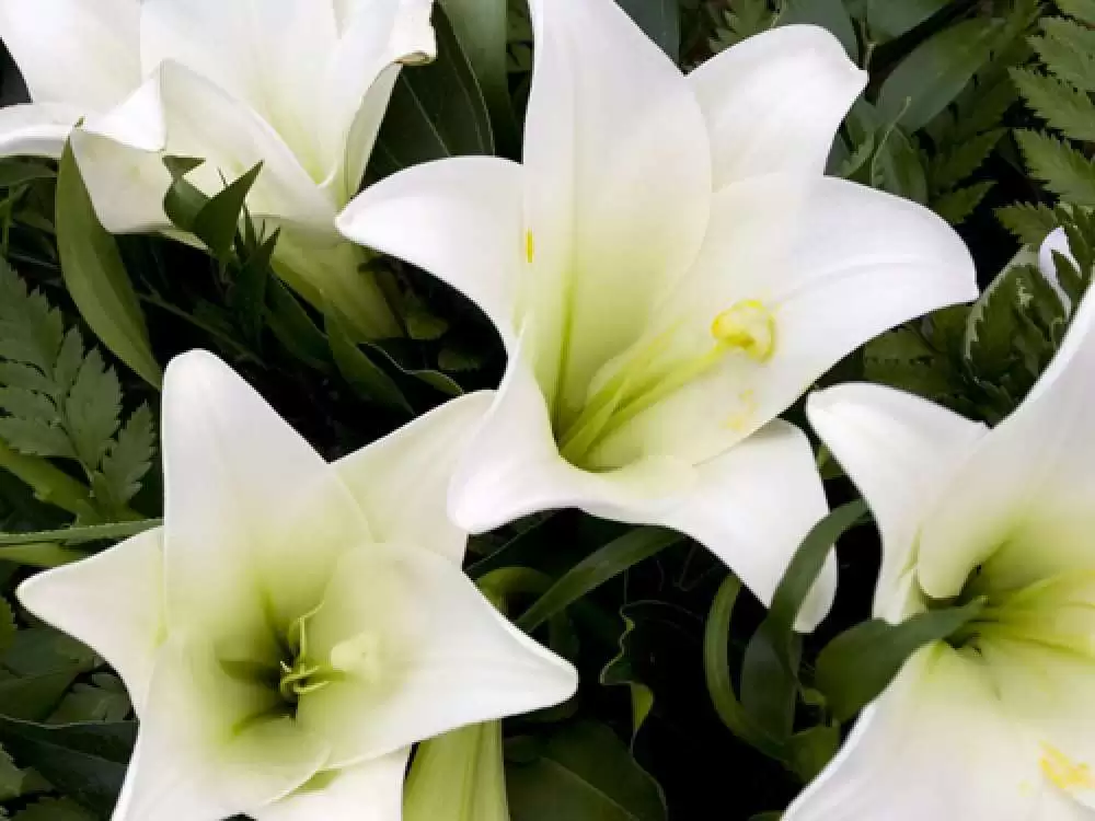 Barbara’s Funeral Service
